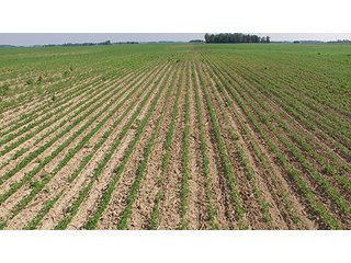 Property photo 3 - PRIME CENTRAL INDIANA FARMLAND AUCTION - 397+/- ACRES OFFERED IN 5 TRACTS IN CASS COUNTY, INDIANA
