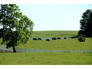 Property photo 63 - LAND AUCTION - 604+/- ACRES OFFERED IN 24 TRACTS IN MORGAN COUNTY, INDIANA