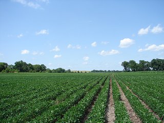 Property photo 4 - NEBRASKA LAND AUCTION - 723+/- ACRES OFFERED IN 5 TRACTS IN HOWARD COUNTY, NEBRASKA