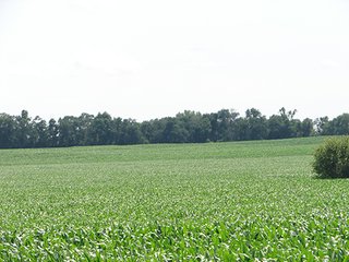 Property photo 36 - NEBRASKA LAND AUCTION - 723+/- ACRES OFFERED IN 5 TRACTS IN HOWARD COUNTY, NEBRASKA