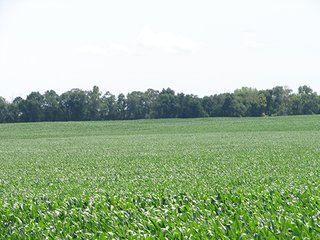 Property photo 25 - NEBRASKA LAND AUCTION - 723+/- ACRES OFFERED IN 5 TRACTS IN HOWARD COUNTY, NEBRASKA