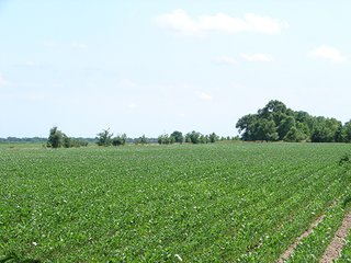 Property photo 48 - NEBRASKA LAND AUCTION - 723+/- ACRES OFFERED IN 5 TRACTS IN HOWARD COUNTY, NEBRASKA