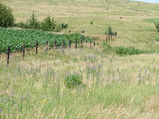 Tract 2 - NEBRASKA LAND AUCTION - 723+/- ACRES OFFERED IN 5 TRACTS IN HOWARD COUNTY, NEBRASKA