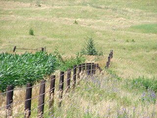Property photo 31 - NEBRASKA LAND AUCTION - 723+/- ACRES OFFERED IN 5 TRACTS IN HOWARD COUNTY, NEBRASKA