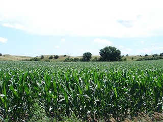 Tract 5 - NEBRASKA LAND AUCTION - 723+/- ACRES OFFERED IN 5 TRACTS IN HOWARD COUNTY, NEBRASKA