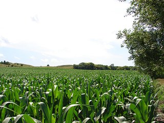 Property photo 35 - NEBRASKA LAND AUCTION - 723+/- ACRES OFFERED IN 5 TRACTS IN HOWARD COUNTY, NEBRASKA