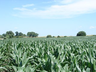 Property photo 32 - NEBRASKA LAND AUCTION - 723+/- ACRES OFFERED IN 5 TRACTS IN HOWARD COUNTY, NEBRASKA