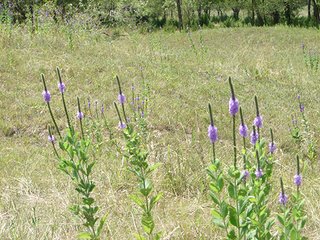 Property photo 37 - NEBRASKA LAND AUCTION - 723+/- ACRES OFFERED IN 5 TRACTS IN HOWARD COUNTY, NEBRASKA