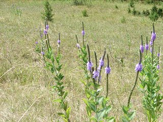 Property photo 44 - NEBRASKA LAND AUCTION - 723+/- ACRES OFFERED IN 5 TRACTS IN HOWARD COUNTY, NEBRASKA