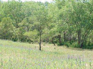 Property photo 24 - NEBRASKA LAND AUCTION - 723+/- ACRES OFFERED IN 5 TRACTS IN HOWARD COUNTY, NEBRASKA
