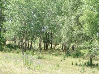 Property photo 39 - NEBRASKA LAND AUCTION - 723+/- ACRES OFFERED IN 5 TRACTS IN HOWARD COUNTY, NEBRASKA