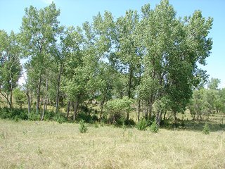 Property photo 45 - NEBRASKA LAND AUCTION - 723+/- ACRES OFFERED IN 5 TRACTS IN HOWARD COUNTY, NEBRASKA