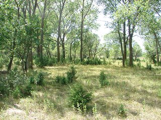 Property photo 26 - NEBRASKA LAND AUCTION - 723+/- ACRES OFFERED IN 5 TRACTS IN HOWARD COUNTY, NEBRASKA