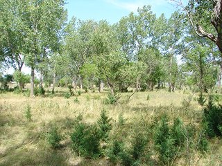 Property photo 49 - NEBRASKA LAND AUCTION - 723+/- ACRES OFFERED IN 5 TRACTS IN HOWARD COUNTY, NEBRASKA