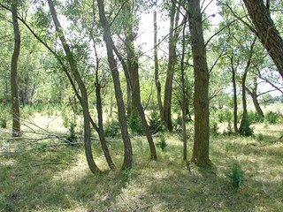 Property photo 33 - NEBRASKA LAND AUCTION - 723+/- ACRES OFFERED IN 5 TRACTS IN HOWARD COUNTY, NEBRASKA