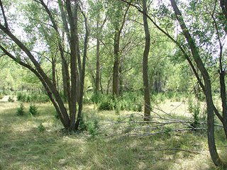 Property photo 23 - NEBRASKA LAND AUCTION - 723+/- ACRES OFFERED IN 5 TRACTS IN HOWARD COUNTY, NEBRASKA