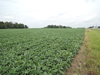 Property photo 3 - REAL ESTATE AUCTION - 47+/- ACRES IN 2 TRACTS IN RANDOLPH COUNTY, INDIANA