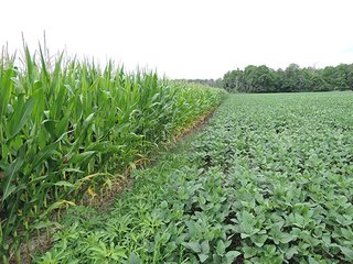 Property photo 4 - REAL ESTATE AUCTION - 47+/- ACRES IN 2 TRACTS IN RANDOLPH COUNTY, INDIANA
