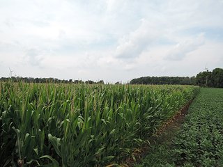 Property photo 1 - REAL ESTATE AUCTION - 47+/- ACRES IN 2 TRACTS IN RANDOLPH COUNTY, INDIANA