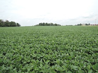 Property photo 2 - REAL ESTATE AUCTION - 47+/- ACRES IN 2 TRACTS IN RANDOLPH COUNTY, INDIANA