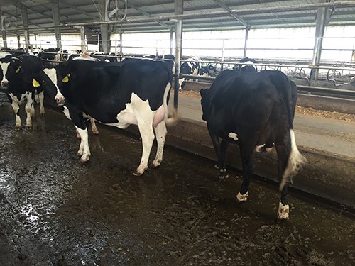 Property photo 75 - *** Accepted Offer. Auction Cancelled *** - COMPLETE DAIRY DISPERSAL FARM EQUIPMENT & CATTLE AUCTION IN VAN WERT COUNTIES, OHIO