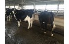 Property photo 75 - *** Accepted Offer. Auction Cancelled *** - COMPLETE DAIRY DISPERSAL FARM EQUIPMENT & CATTLE AUCTION IN VAN WERT COUNTIES, OHIO