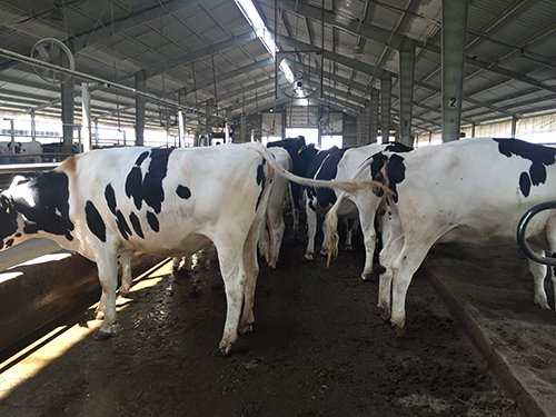Property photo 77 - *** Accepted Offer. Auction Cancelled *** - COMPLETE DAIRY DISPERSAL FARM EQUIPMENT & CATTLE AUCTION IN VAN WERT COUNTIES, OHIO