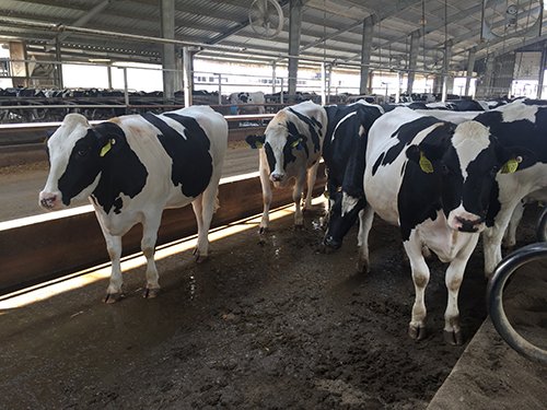 Property photo 81 - *** Accepted Offer. Auction Cancelled *** - COMPLETE DAIRY DISPERSAL FARM EQUIPMENT & CATTLE AUCTION IN VAN WERT COUNTIES, OHIO