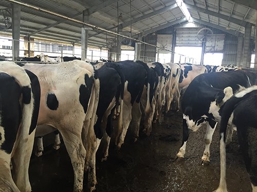 Property photo 69 - *** Accepted Offer. Auction Cancelled *** - COMPLETE DAIRY DISPERSAL FARM EQUIPMENT & CATTLE AUCTION IN VAN WERT COUNTIES, OHIO