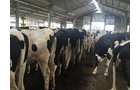 Property photo 69 - *** Accepted Offer. Auction Cancelled *** - COMPLETE DAIRY DISPERSAL FARM EQUIPMENT & CATTLE AUCTION IN VAN WERT COUNTIES, OHIO