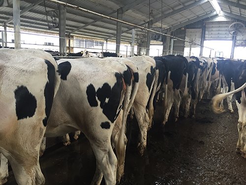 Property photo 64 - *** Accepted Offer. Auction Cancelled *** - COMPLETE DAIRY DISPERSAL FARM EQUIPMENT & CATTLE AUCTION IN VAN WERT COUNTIES, OHIO