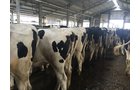 Property photo 64 - *** Accepted Offer. Auction Cancelled *** - COMPLETE DAIRY DISPERSAL FARM EQUIPMENT & CATTLE AUCTION IN VAN WERT COUNTIES, OHIO
