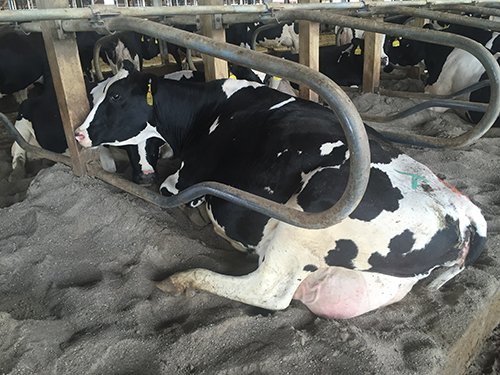 Property photo 67 - *** Accepted Offer. Auction Cancelled *** - COMPLETE DAIRY DISPERSAL FARM EQUIPMENT & CATTLE AUCTION IN VAN WERT COUNTIES, OHIO