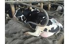 Property photo 67 - *** Accepted Offer. Auction Cancelled *** - COMPLETE DAIRY DISPERSAL FARM EQUIPMENT & CATTLE AUCTION IN VAN WERT COUNTIES, OHIO