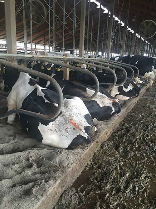 Property photo 80 - *** Accepted Offer. Auction Cancelled *** - COMPLETE DAIRY DISPERSAL FARM EQUIPMENT & CATTLE AUCTION IN VAN WERT COUNTIES, OHIO