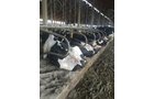 Property photo 80 - *** Accepted Offer. Auction Cancelled *** - COMPLETE DAIRY DISPERSAL FARM EQUIPMENT & CATTLE AUCTION IN VAN WERT COUNTIES, OHIO