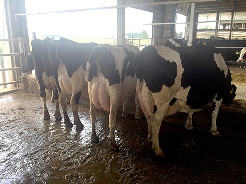 Property photo 76 - *** Accepted Offer. Auction Cancelled *** - COMPLETE DAIRY DISPERSAL FARM EQUIPMENT & CATTLE AUCTION IN VAN WERT COUNTIES, OHIO