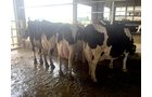 Property photo 76 - *** Accepted Offer. Auction Cancelled *** - COMPLETE DAIRY DISPERSAL FARM EQUIPMENT & CATTLE AUCTION IN VAN WERT COUNTIES, OHIO