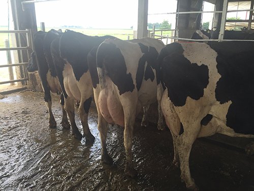 Property photo 65 - *** Accepted Offer. Auction Cancelled *** - COMPLETE DAIRY DISPERSAL FARM EQUIPMENT & CATTLE AUCTION IN VAN WERT COUNTIES, OHIO