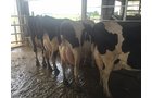 Property photo 65 - *** Accepted Offer. Auction Cancelled *** - COMPLETE DAIRY DISPERSAL FARM EQUIPMENT & CATTLE AUCTION IN VAN WERT COUNTIES, OHIO