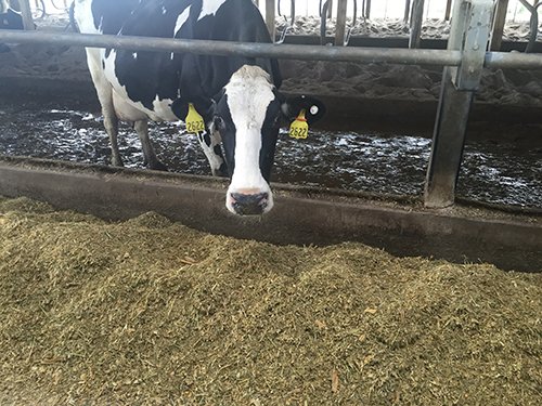 Property photo 70 - *** Accepted Offer. Auction Cancelled *** - COMPLETE DAIRY DISPERSAL FARM EQUIPMENT & CATTLE AUCTION IN VAN WERT COUNTIES, OHIO