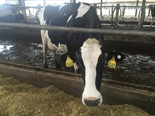 Property photo 66 - *** Accepted Offer. Auction Cancelled *** - COMPLETE DAIRY DISPERSAL FARM EQUIPMENT & CATTLE AUCTION IN VAN WERT COUNTIES, OHIO