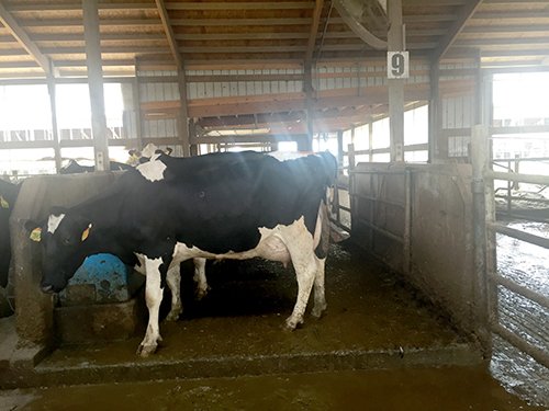 Property photo 72 - *** Accepted Offer. Auction Cancelled *** - COMPLETE DAIRY DISPERSAL FARM EQUIPMENT & CATTLE AUCTION IN VAN WERT COUNTIES, OHIO