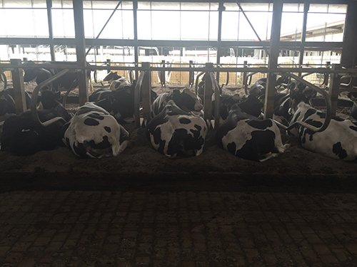 Property photo 73 - *** Accepted Offer. Auction Cancelled *** - COMPLETE DAIRY DISPERSAL FARM EQUIPMENT & CATTLE AUCTION IN VAN WERT COUNTIES, OHIO