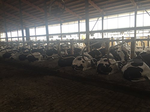 Property photo 71 - *** Accepted Offer. Auction Cancelled *** - COMPLETE DAIRY DISPERSAL FARM EQUIPMENT & CATTLE AUCTION IN VAN WERT COUNTIES, OHIO