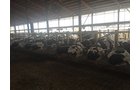 Property photo 71 - *** Accepted Offer. Auction Cancelled *** - COMPLETE DAIRY DISPERSAL FARM EQUIPMENT & CATTLE AUCTION IN VAN WERT COUNTIES, OHIO