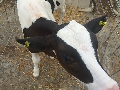 Property photo 79 - *** Accepted Offer. Auction Cancelled *** - COMPLETE DAIRY DISPERSAL FARM EQUIPMENT & CATTLE AUCTION IN VAN WERT COUNTIES, OHIO