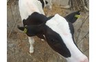 Property photo 79 - *** Accepted Offer. Auction Cancelled *** - COMPLETE DAIRY DISPERSAL FARM EQUIPMENT & CATTLE AUCTION IN VAN WERT COUNTIES, OHIO