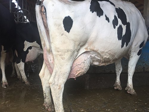 Property photo 74 - *** Accepted Offer. Auction Cancelled *** - COMPLETE DAIRY DISPERSAL FARM EQUIPMENT & CATTLE AUCTION IN VAN WERT COUNTIES, OHIO