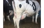 Property photo 74 - *** Accepted Offer. Auction Cancelled *** - COMPLETE DAIRY DISPERSAL FARM EQUIPMENT & CATTLE AUCTION IN VAN WERT COUNTIES, OHIO